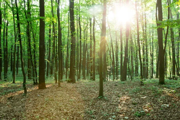 Árvores Verdes Floresta Natureza Verde Madeira Fundos Luz Solar — Fotografia de Stock