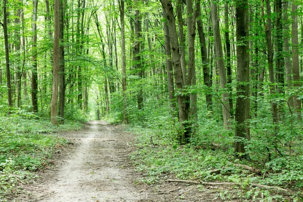 Skogsträd Natur Grönt Trä Solljus Bakgrunder — Stockfoto