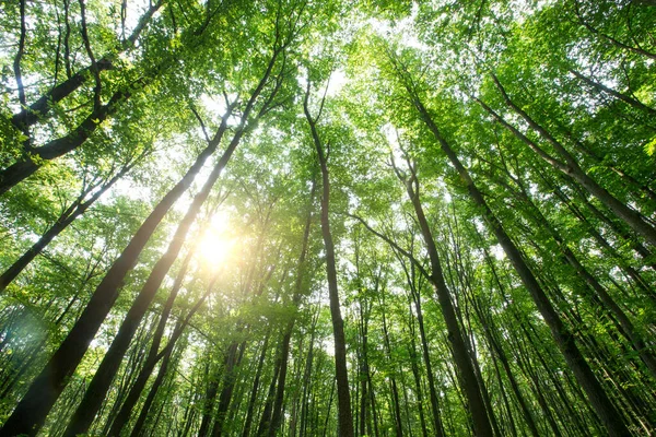 Bosbomen Natuur Groen Hout Zonlicht Achtergronden — Stockfoto