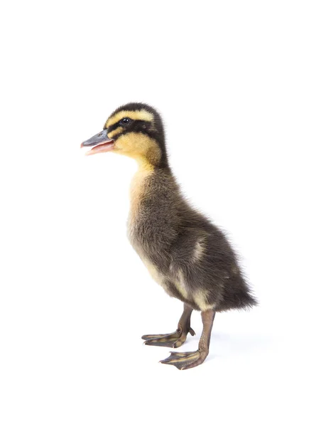 Cute Little Newborn Fluffy Duckling One Young Duck Isolated White — Stock Photo, Image