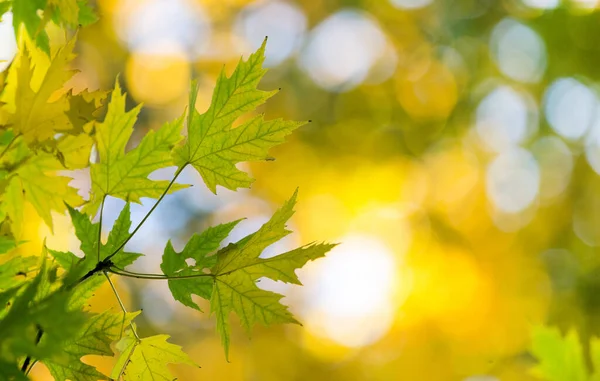 Autumn Leaves Sunny Day — Stock Photo, Image