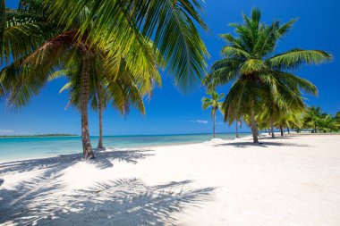 Güzel sahil ve tropikal deniz