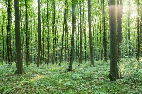 Groene Bos Bomen Natuur Groen Hout Zonlicht Achtergronden — Stockfoto