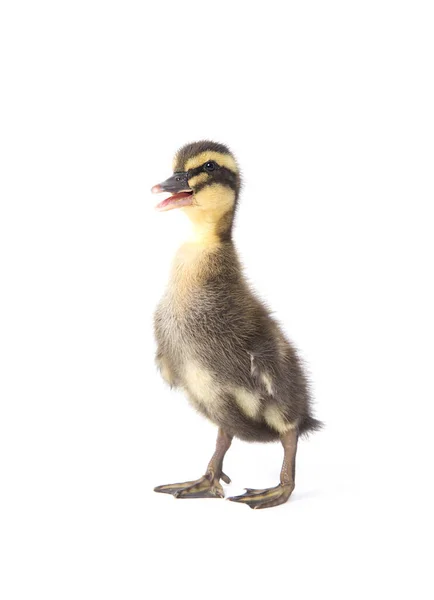 Söt Liten Nyfödd Fluffig Ankunge Ung Anka Isolerad Vit Bakgrund — Stockfoto