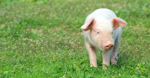 Юная свинья на весенней зеленой траве
