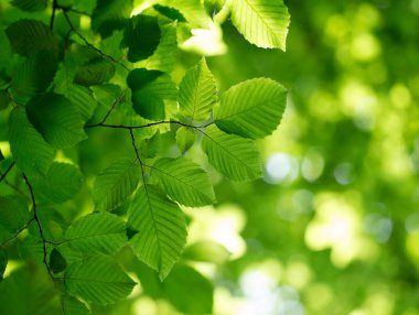 Güneşli bir günde yeşil yapraklar