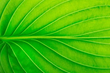  arkaplan olarak yeşil yaprak