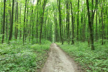 Yeşil orman ağaçları. doğa yeşil ahşap güneş ışığı arka planı