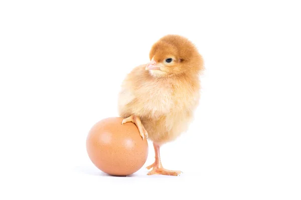 Pollito Aislado Blanco — Foto de Stock