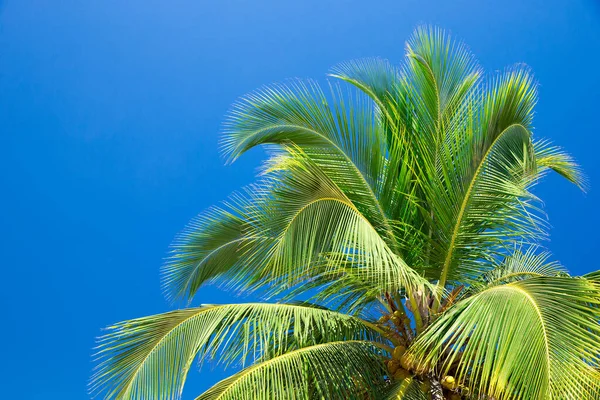 Palmbomen Tegen Blauwe Lucht Palmbomen Aan Tropische Kust — Stockfoto