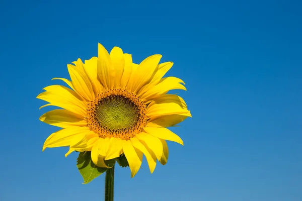 Solrosfält Med Grumlig Blå Himmel — Stockfoto