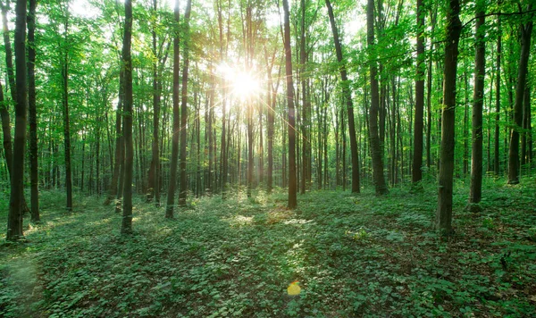 森の木 緑の木漏れ日の背景 — ストック写真