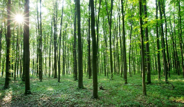 Bosbomen Natuur Groen Hout Zonlicht Achtergronden — Stockfoto