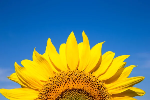 Gul Solros Över Blå Himmel — Stockfoto