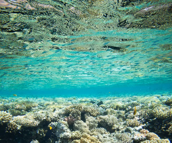 Podvodní Panorama Světa Korálové Útesy Oceánské Světlo Pod Vodou — Stock fotografie