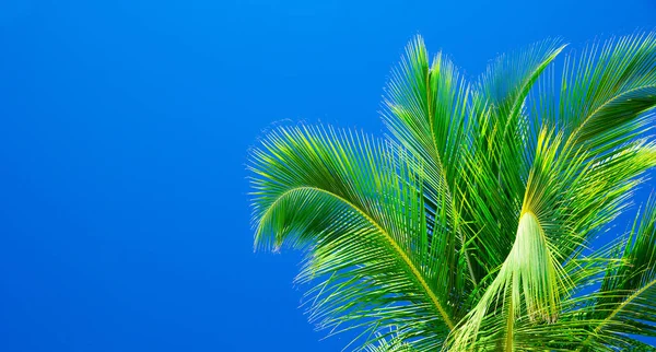 Mavi Gökyüzüne Karşı Palmiye Ağaçları — Stok fotoğraf