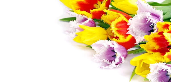 Boeket Van Verse Tulpen Witte Achtergrond — Stockfoto