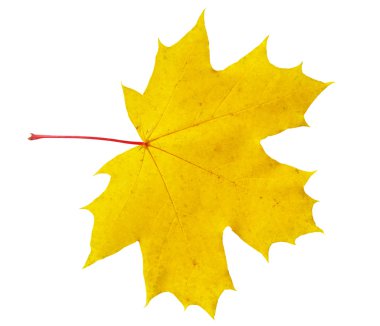 Sonbahar akçaağaç yaprağı