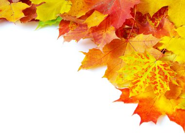 Sonbahar akçaağaç yaprakları