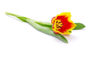 Sarı Lale çiçek ben