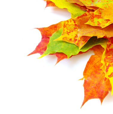 sonbahar yaprakları arka plan