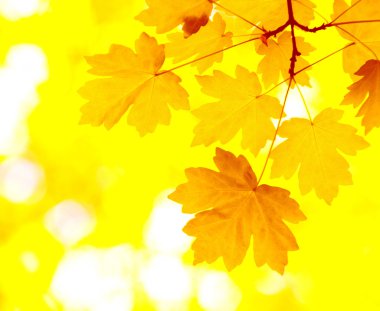 sonbahar yaprakları arka plan