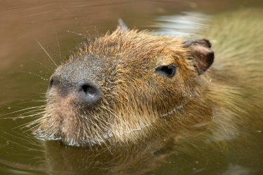 Capibara hayvan doğaya