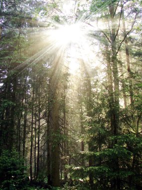 yeşil yapraklar arkaplan