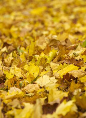  Sonbahar Yaprakları