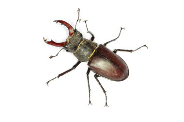 Stag beetle