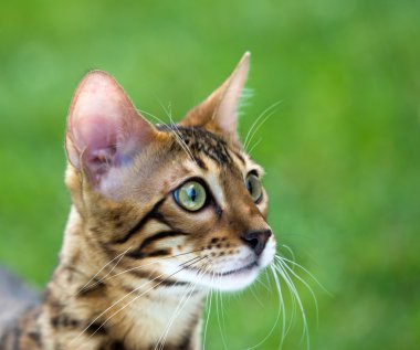 bir çim üzerinde kedi