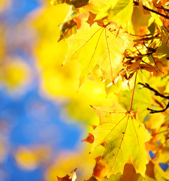 Autumn leaves background — Stock Photo, Image