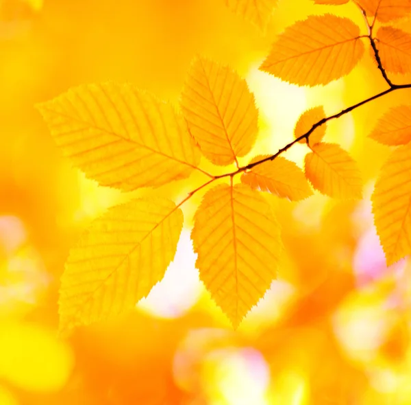 Autumn leaves background — Stock Photo, Image