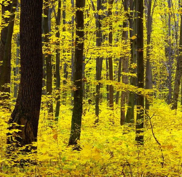 Hojas de otoño fondo — Foto de Stock