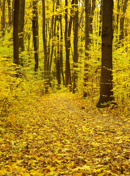 Mattina presto nella foresta autunnale — Foto Stock