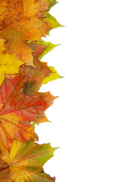 Autumn leaves background — Stock Photo, Image