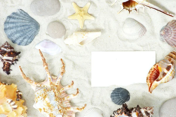 Conchas do mar e branco — Fotografia de Stock