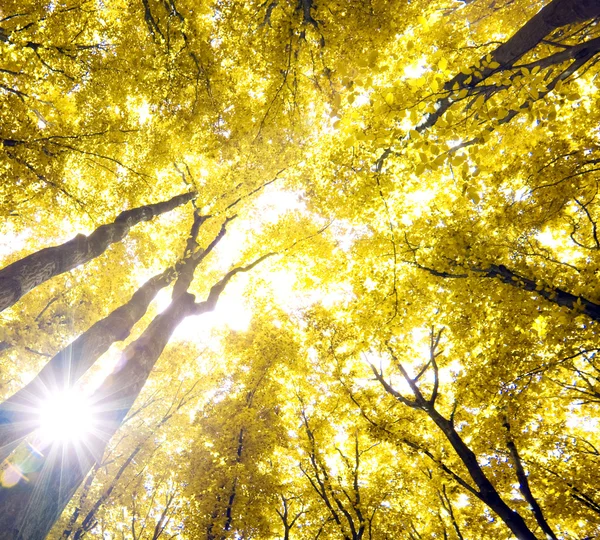 晴れた日の森 — ストック写真