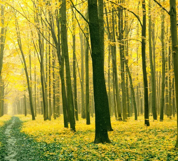 秋天的树林，在阳光明媚的日子 — 图库照片