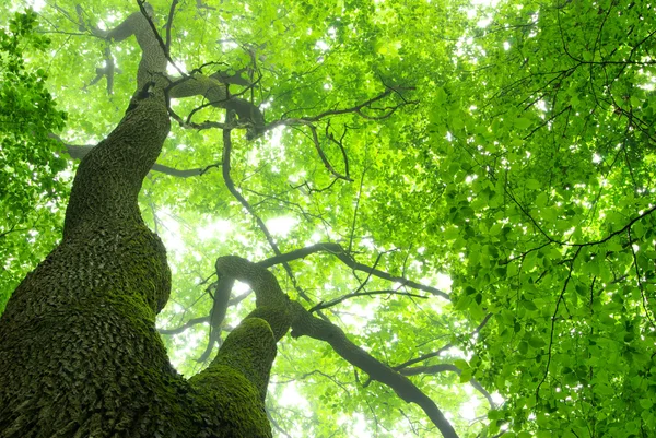 Grüner Waldbaum — Stockfoto