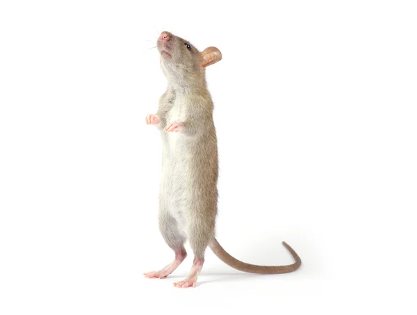 Ratto animale isolato — Foto Stock