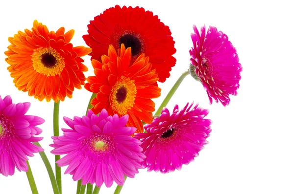 Färgglada Gerbera blommor — Stockfoto