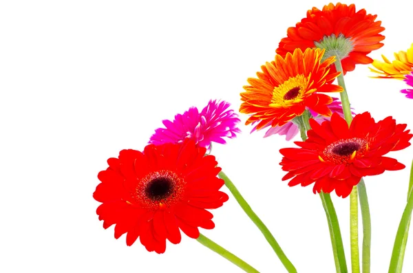 Färgglada Gerbera blommor — Stockfoto