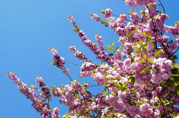 Flores de cereja — Fotografia de Stock