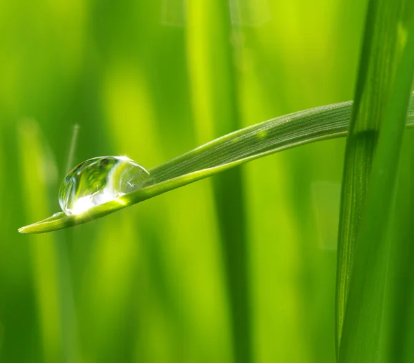 Drop on grass — Stock Photo, Image