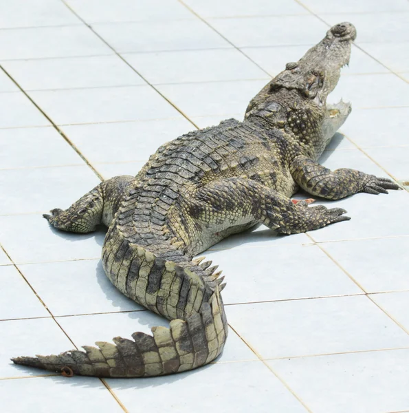 Little Alligator — Stock Photo, Image