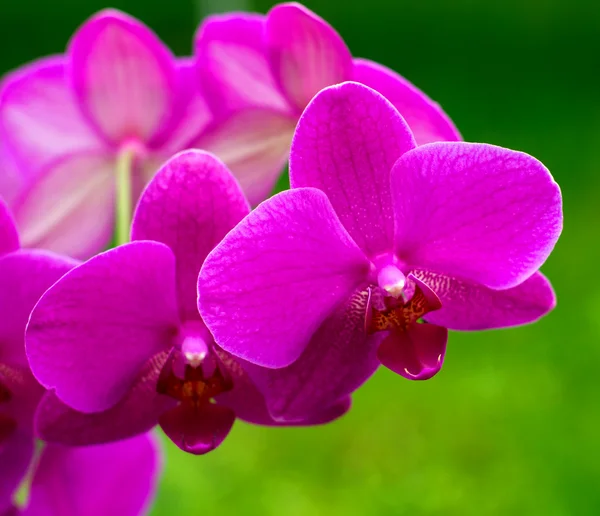 Orchid blommor — Stockfoto