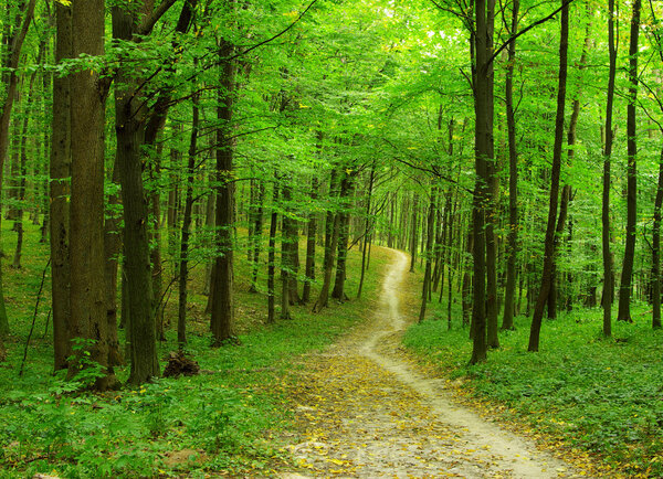 green forest