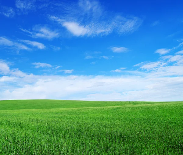 Campo sobre un fondo —  Fotos de Stock