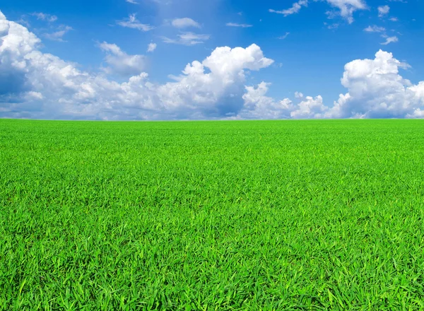 Field on a background — Stock Photo, Image